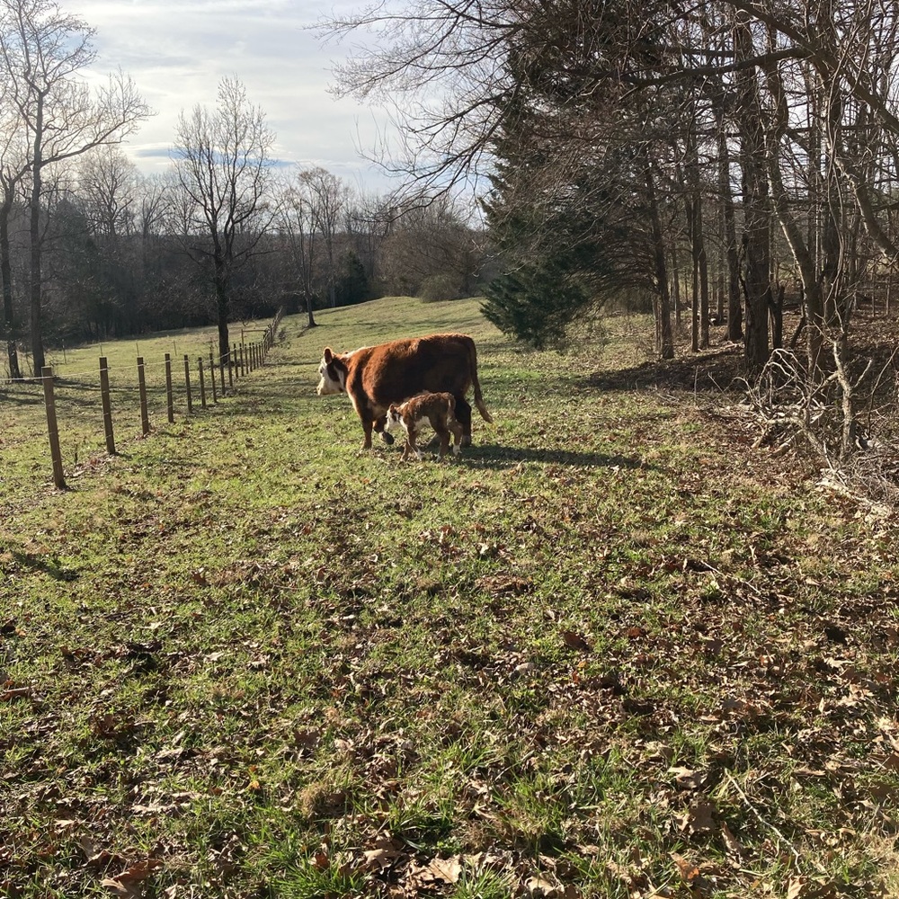 The cows - Picture 7 of 10